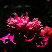 Пионы :: Юрий Гайворонскiий