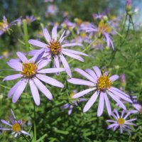 Астра :: Anna Ivanova Астра :: Anna Ivanova