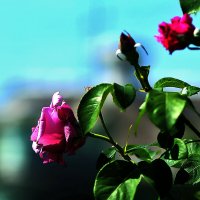 Какое небо голубое! :: Юрий Гайворонскiий