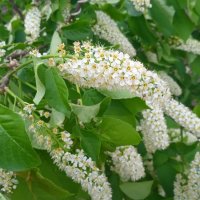 май :: Елена Шаламова