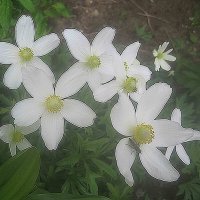 ***** :: Елена Семигина