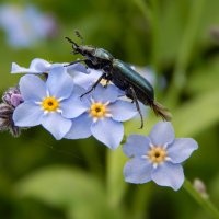 Удачная посадка :: Александр Ковальчук