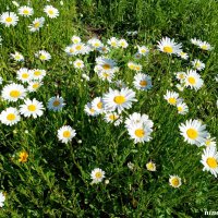 В ростовском экопарке :: Нина Бутко