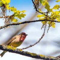 Чечевица :: Владимир Безбородов Чечевица :: Владимир Безбородов