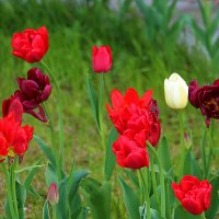 Майские тюльпаны :: Светлана Майские тюльпаны :: Светлана