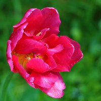 В профиль :: Светлана 