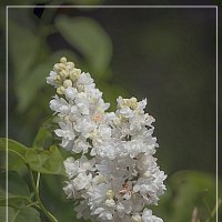 Зарисовка цветения сирени белой :: Владимир Кроливец