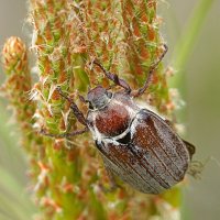 И это всё моё! (Майский жук) :: Галина Кан