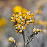 Желтый. :: Оля Богданович