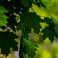 Кленовые листья :: Светлана SvetNika17