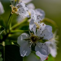 Яблоня цветет :: Светлана SvetNika17