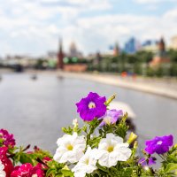 Цветочная Москва :: Александр 