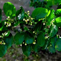 Кизильник остролистый :: Oleg4618 Шутченко