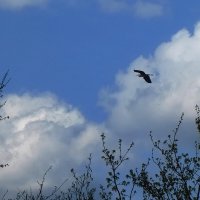 Полёт над Клязьмой ... :: Владимир Шошин