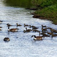 Массовый заплыв :: Юрий. Шмаков