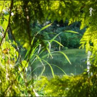 Зеленый портал :: Наталья Rosenwasser Зеленый портал :: Наталья Rosenwasser