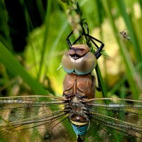 из вчерашней съемки  3 :: Александр Прокудин