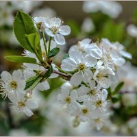 Уральская вишня :: Aquarius - Сергей