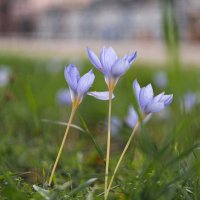 В последние хмурые дни придорожных крокусов. :: Анатолий Щербак