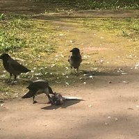 очень дикие животные :: zavitok * очень дикие животные :: zavitok *