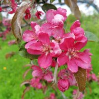 Яблоня :: Сапсан 