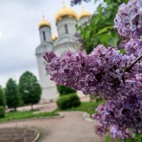 Сирень :: Сапсан 