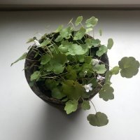 зацвел любимый сорняк :) :: zavitok * зацвел любимый сорняк :) :: zavitok *