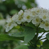 Цветет боярышник. :: сергей ермошкин