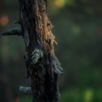 * :: Александр Иванов