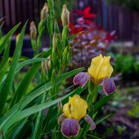 Весна :: Петр Весна :: Петр