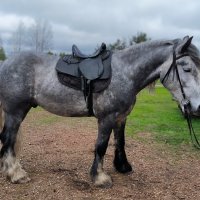 Север в ожидании прогулки. :: Ольга 