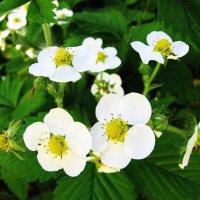 Земляника цветёт :: Людмила Смородинская Земляника цветёт :: Людмила Смородинская