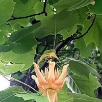 ТЮЛЬПАНОВОЕ ДЕРЕВО :: Tata Wolf