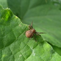 Паук-краб лесной :: Anna Ivanova