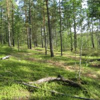 Лес :: Anna Ivanova Лес :: Anna Ivanova