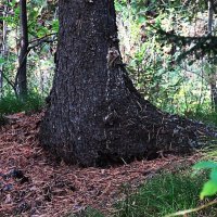 лесное :: Елена Шаламова