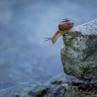 **** :: Елизавета .