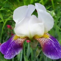 Ирис -  изысканно волшебный цветок :: Ольга Довженко