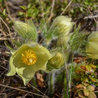 сон трава :: сергей сон трава :: сергей