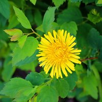 *** :: Светлана 