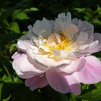 "...пионы дышат нежностью и светом..". :: Галина 