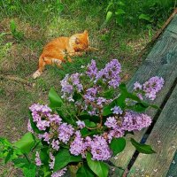 Тридцать градусов жары... :: veilins veilins