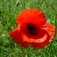 Вот и маки вовсю уже цветут...... :: Галина 