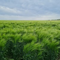 Ячмень пошел в колос :: Валерий Ткаченко