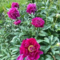 *   *   * :: Елена 