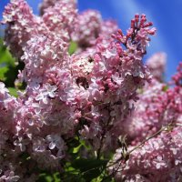 Дарует ароматов сладко-нежных брызги.. :: Татьян@ Ивановна Дарует ароматов сладко-нежных брызги.. :: Татьян@ Ивановна