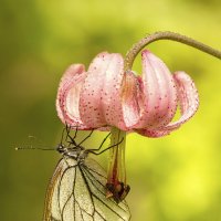 На цветке :: Андрей Пристяжнюк