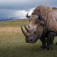 Шерстистый носорог :: Aleksey Afonin
