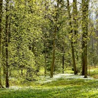Весенний майский лес. :: VasiLina * Весенний майский лес. :: VasiLina *