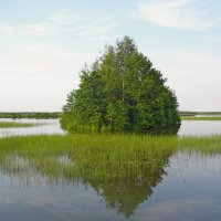 Летняя картина. :: VasiLina *